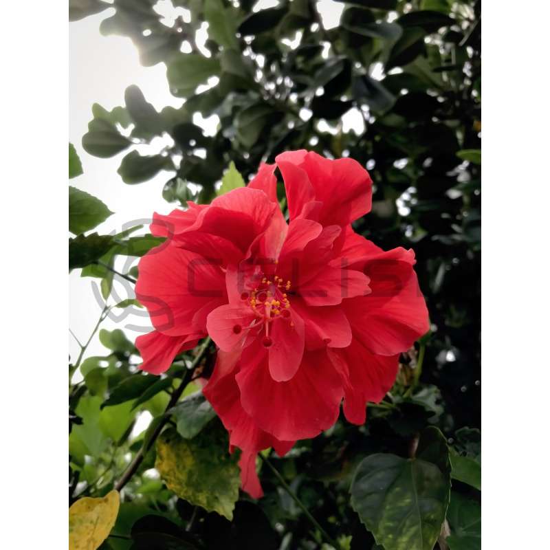 id0104_Hibiscus