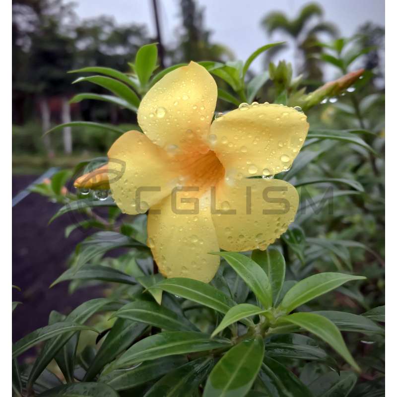 id0105_yellow flowers