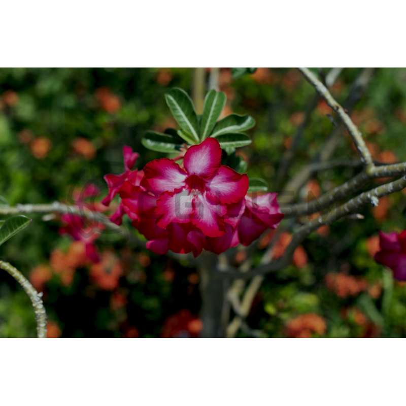 id0344_Adenium flower