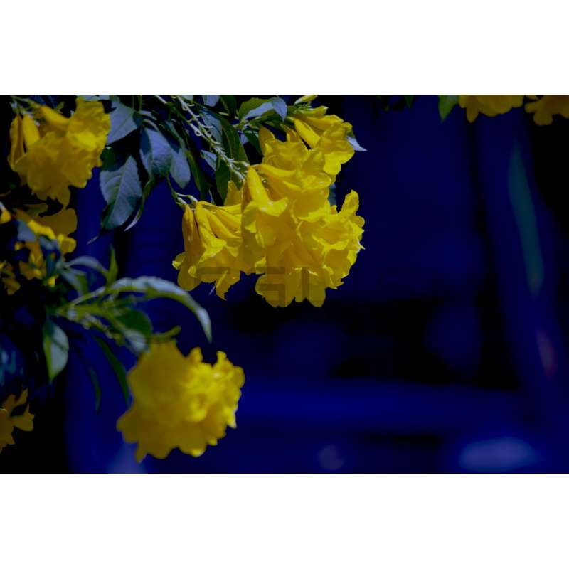 id0346_Suphannika
