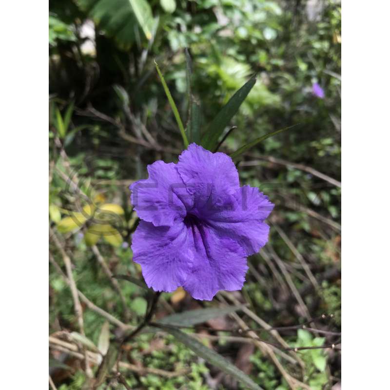 id0515_purple flowers